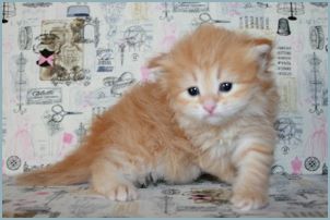 Male Siberian Kitten from Deedlebug Siberians